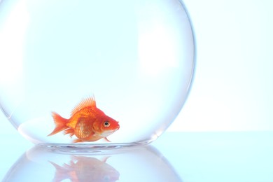 Photo of Gold fish swimming in aquarium with clean water on light blue background, closeup. Space for text