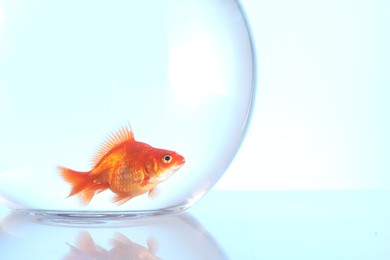 Photo of Gold fish swimming in aquarium with clean water on light blue background, closeup. Space for text