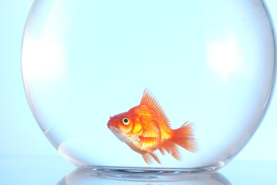 Photo of Gold fish swimming in aquarium with clean water on light blue background, closeup