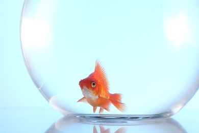 Photo of Gold fish swimming in aquarium with clean water on light blue background, closeup