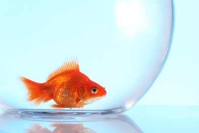 Photo of Gold fish swimming in aquarium with clean water on light blue background, closeup