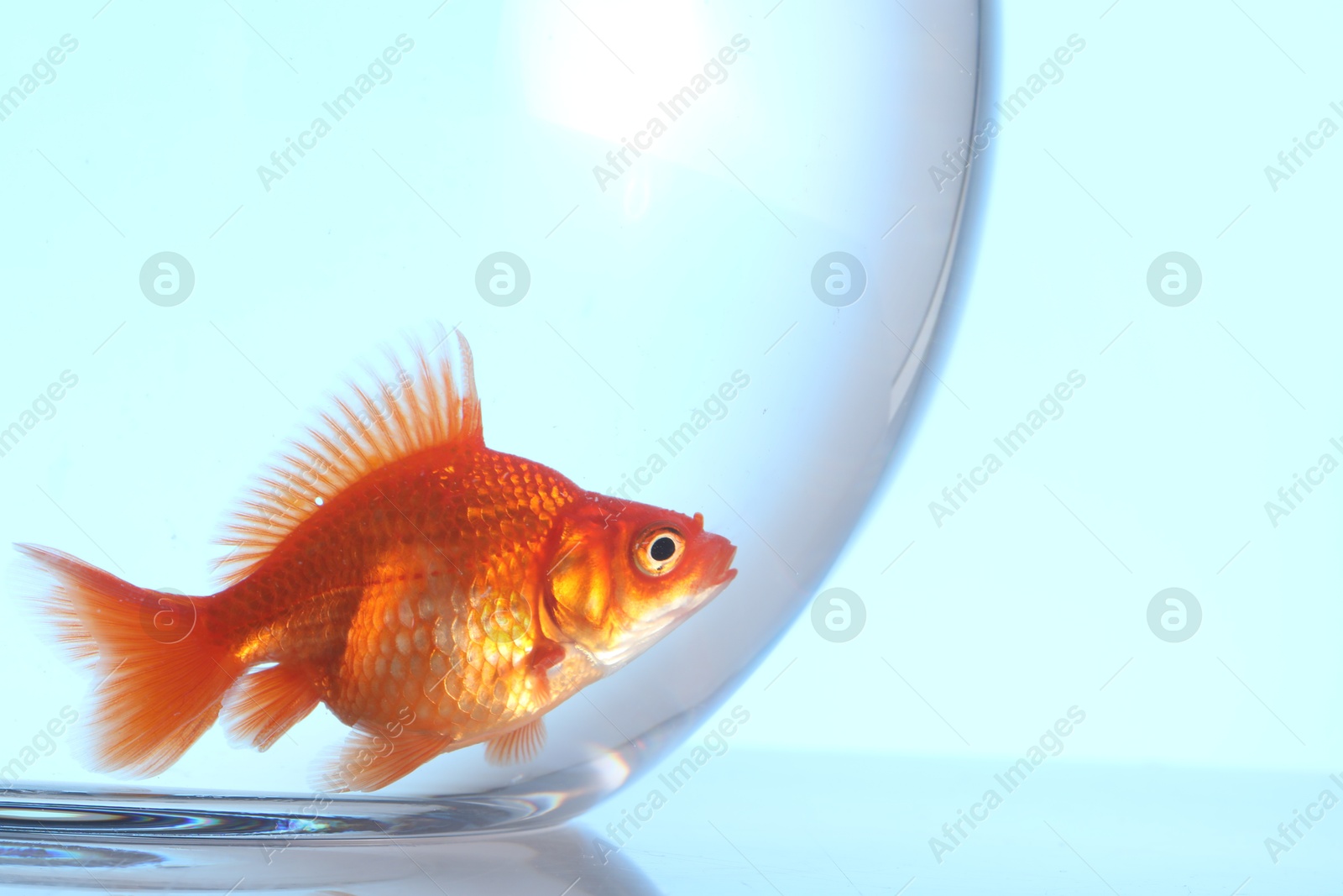 Gold fish swimming in aquarium with clean water on light blue background, closeup Photo of Gold fish swimming in aquarium with clean water on light blue background, closeup