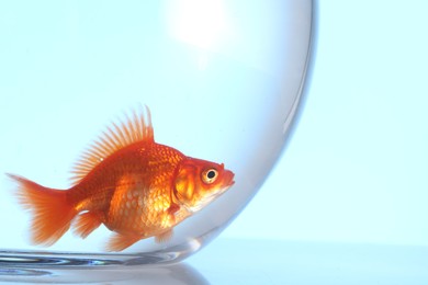 Photo of Gold fish swimming in aquarium with clean water on light blue background, closeup