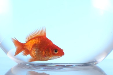 Photo of Gold fish swimming in aquarium with clean water on light blue background, closeup