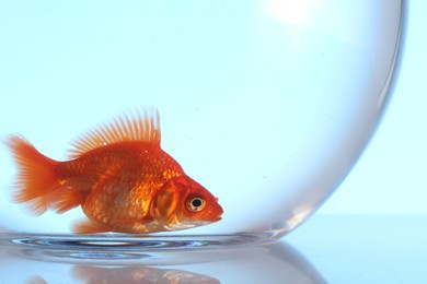 Photo of Gold fish swimming in aquarium with clean water on light blue background, closeup