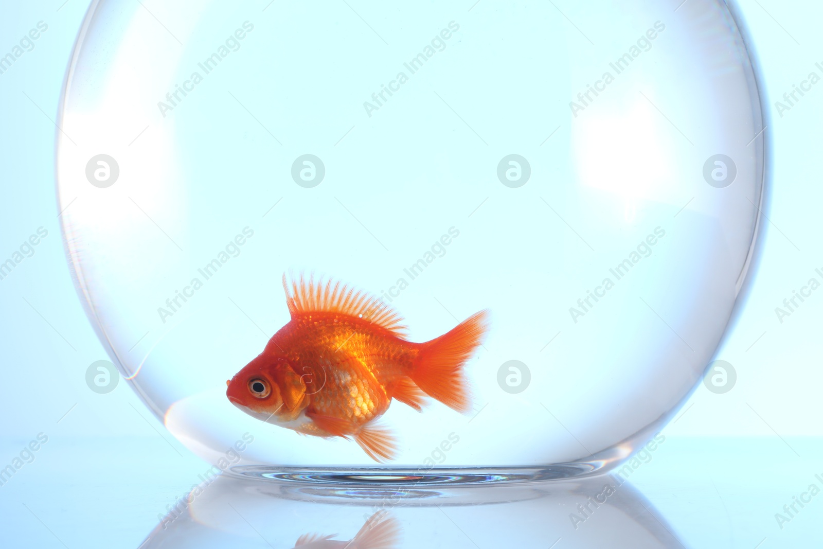 Gold fish swimming in aquarium with clean water on light blue background, closeup Photo of Gold fish swimming in aquarium with clean water on light blue background, closeup