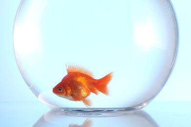 Photo of Gold fish swimming in aquarium with clean water on light blue background, closeup