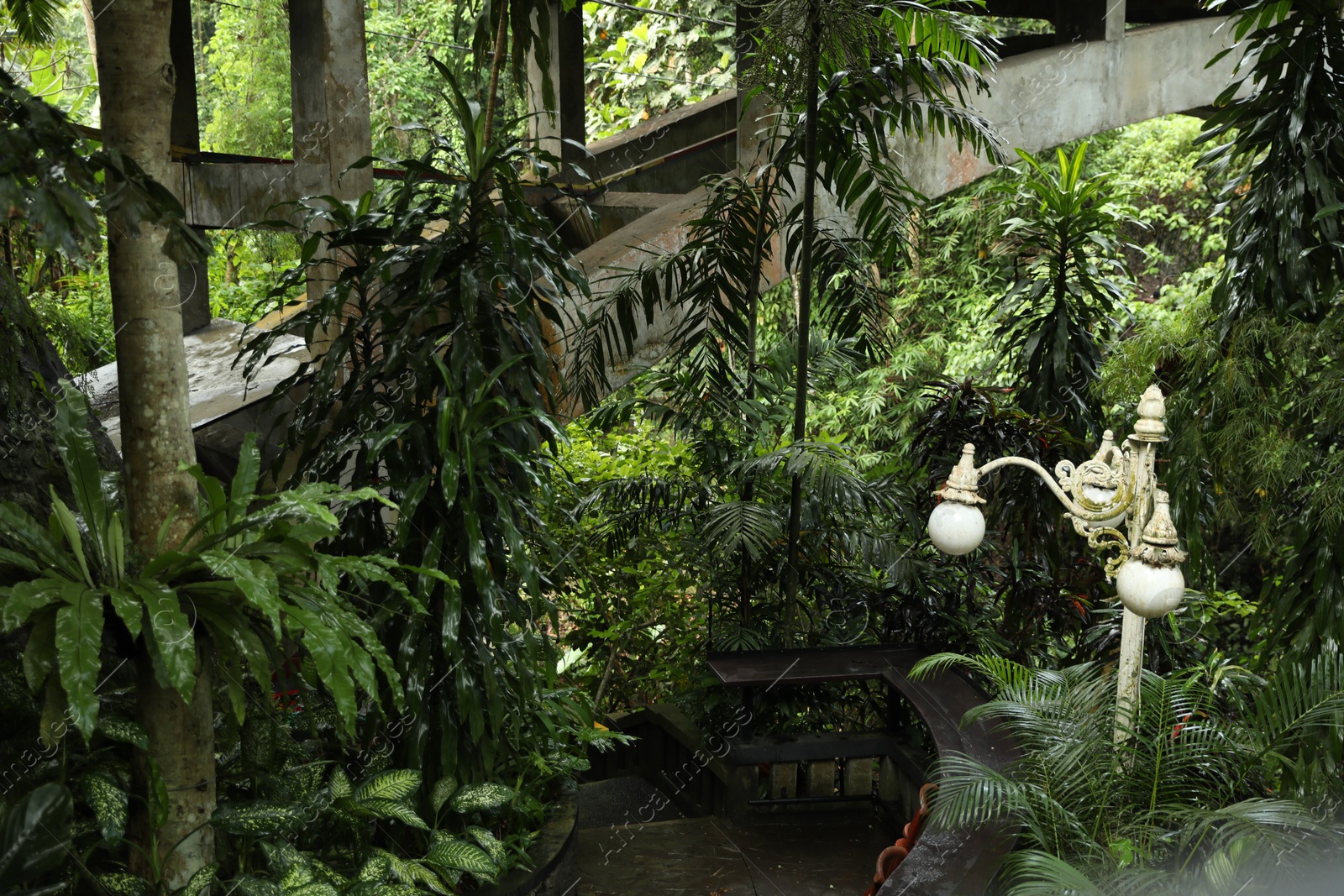 Many different beautiful green plants growing outdoors Photo of Many different beautiful green plants growing outdoors