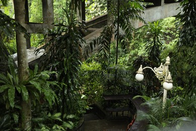 Photo of Many different beautiful green plants growing outdoors