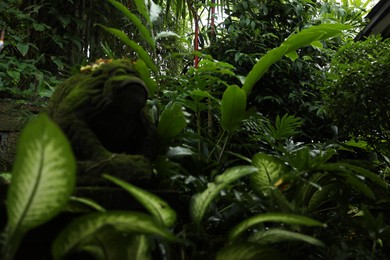 Photo of Many different beautiful green plants growing outdoors
