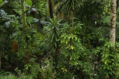 Photo of Many different beautiful green plants growing outdoors