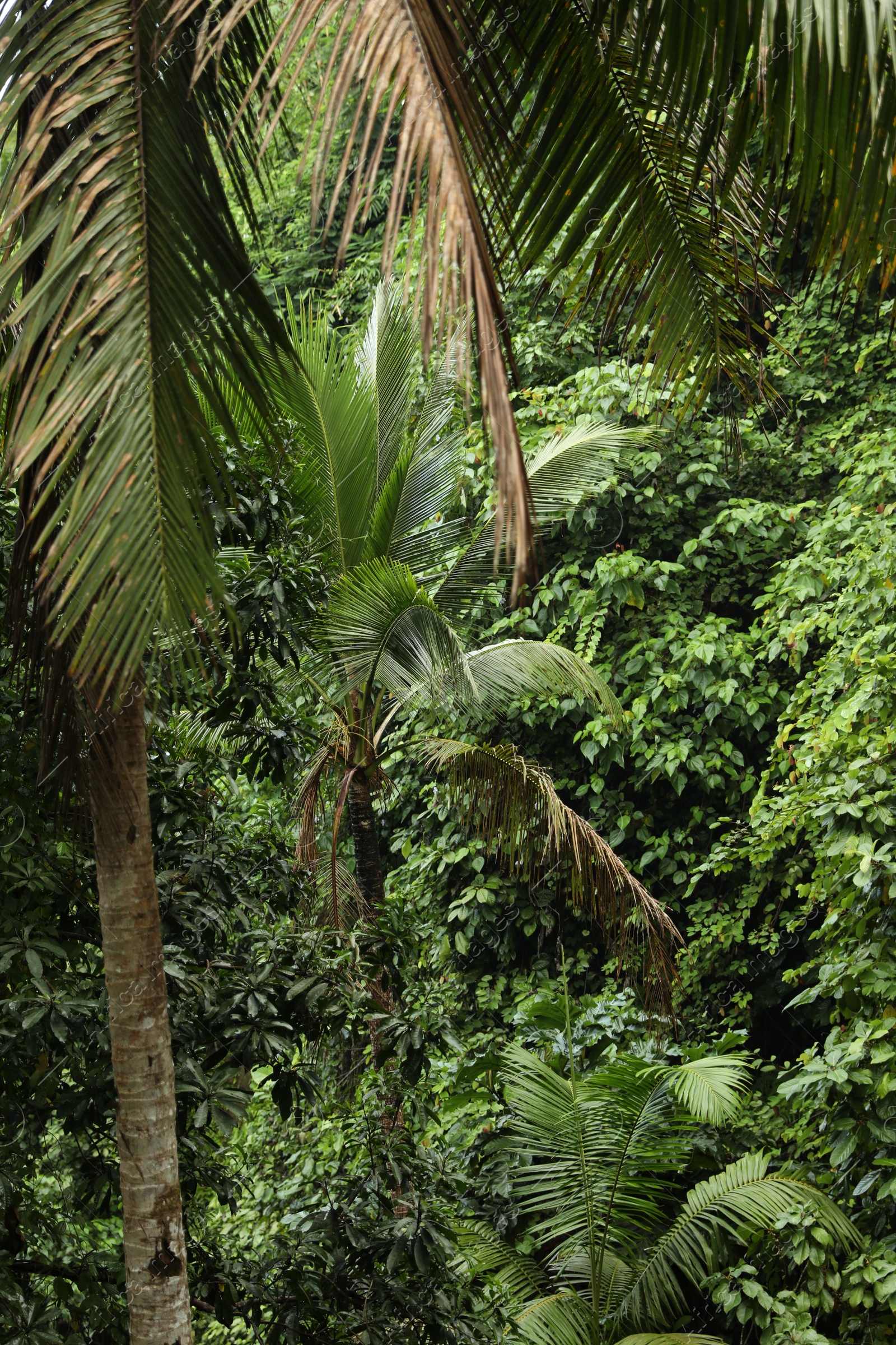Many different beautiful green plants growing outdoors Photo of Many different beautiful green plants growing outdoors