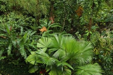 Photo of Many different beautiful green plants growing outdoors