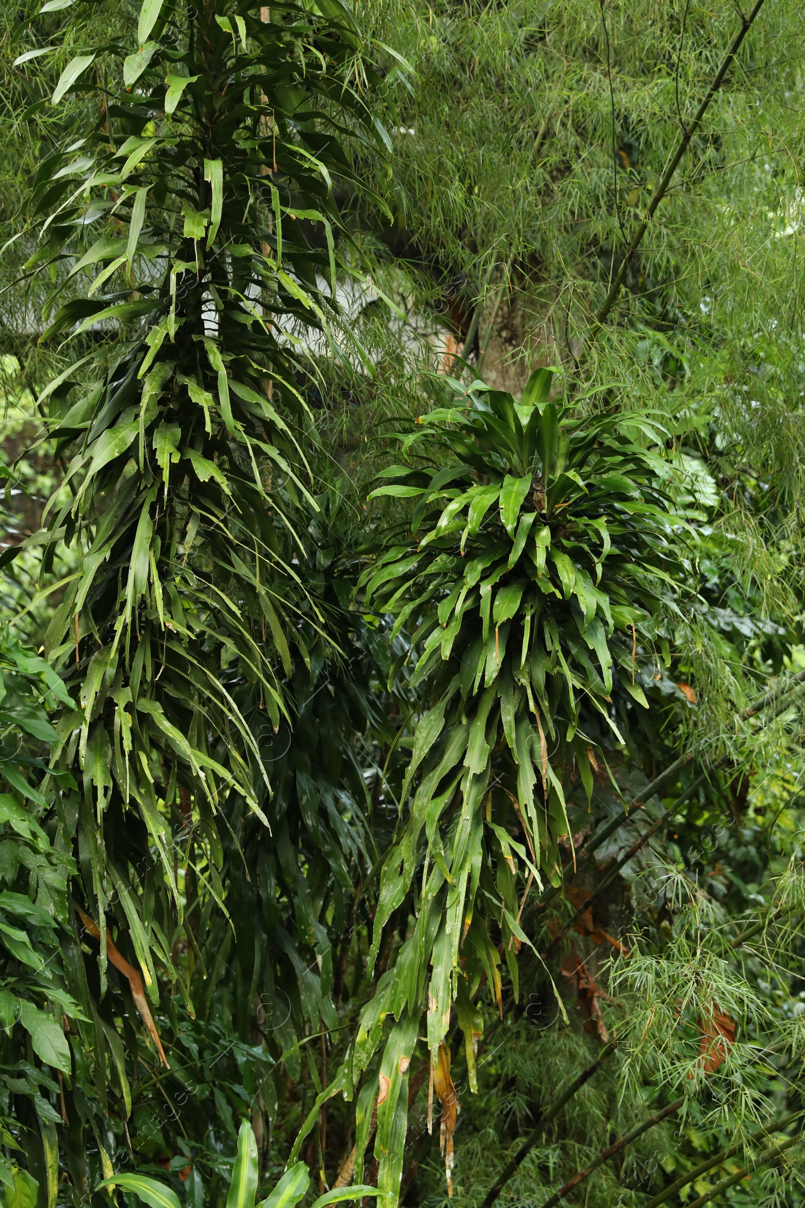 Many different beautiful green plants growing outdoors Photo of Many different beautiful green plants growing outdoors