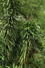 Photo of Many different beautiful green plants growing outdoors