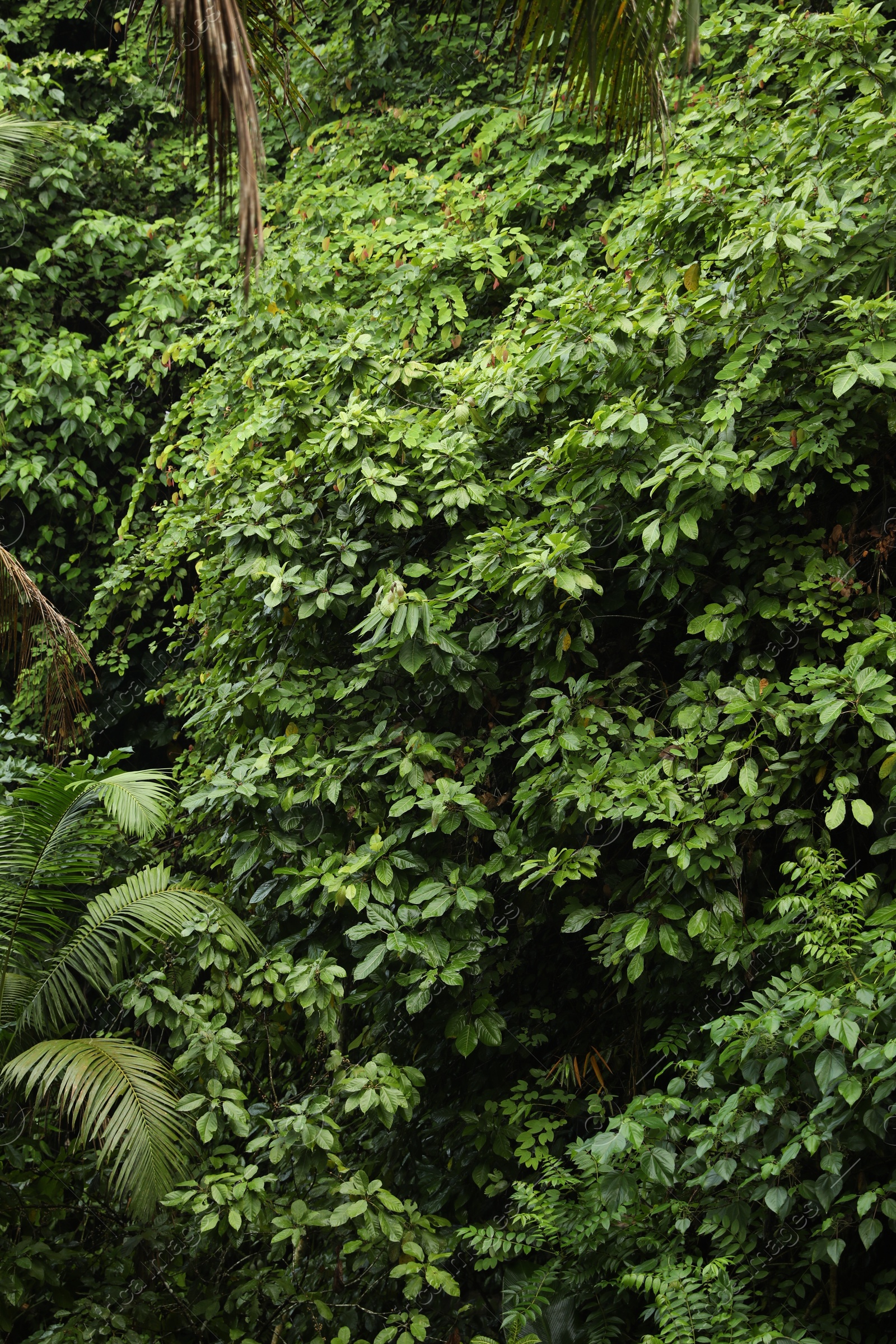 Many different beautiful green plants growing outdoors Photo of Many different beautiful green plants growing outdoors