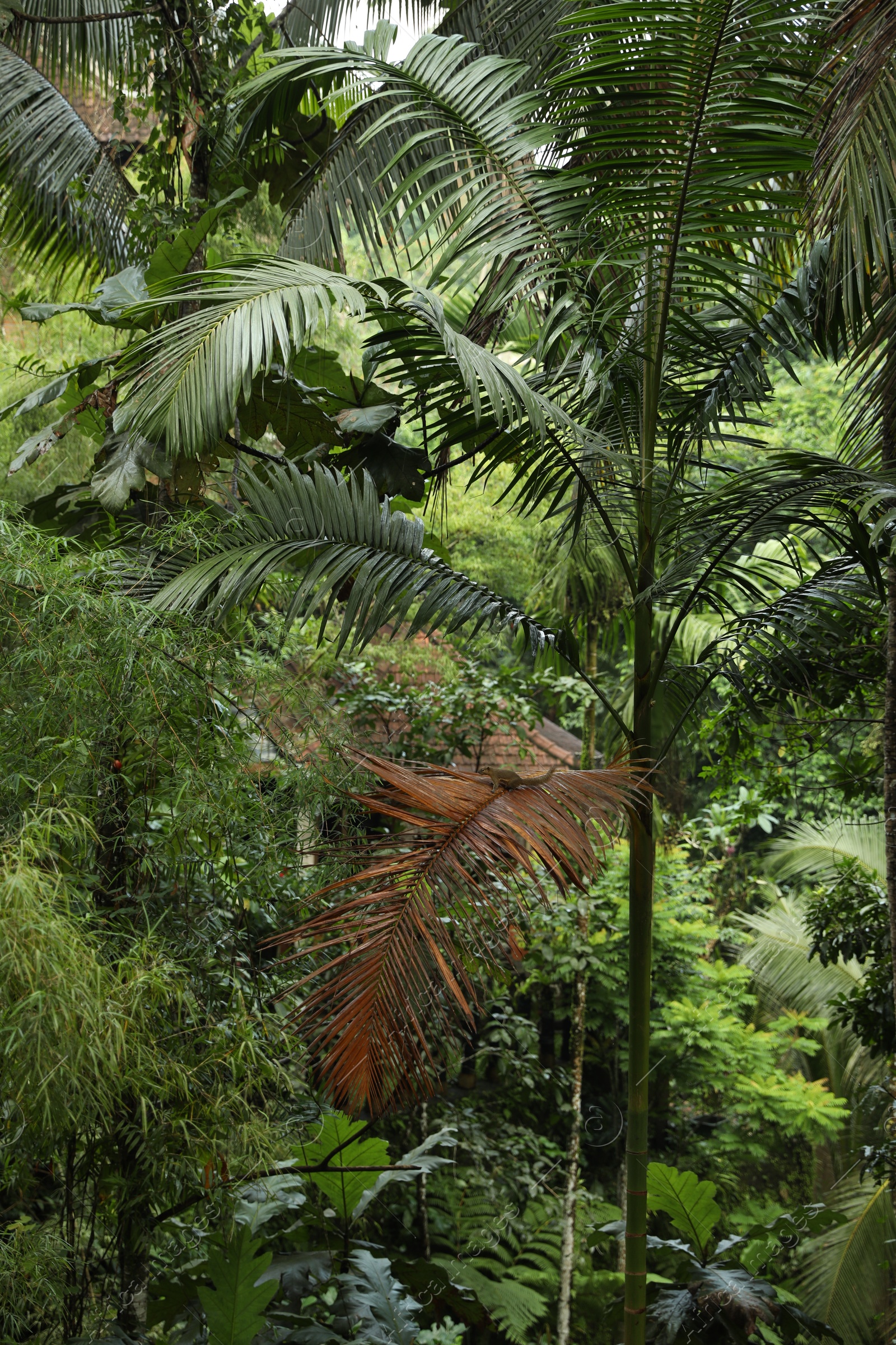 Many different beautiful green plants growing outdoors Photo of Many different beautiful green plants growing outdoors
