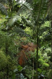 Photo of Many different beautiful green plants growing outdoors