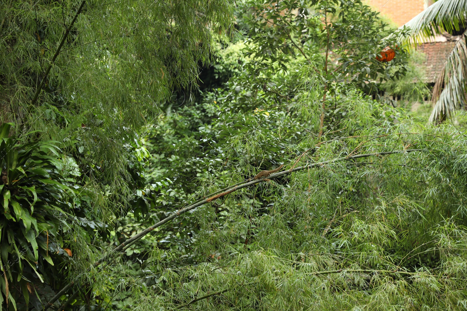 Many different beautiful green plants growing outdoors Photo of Many different beautiful green plants growing outdoors