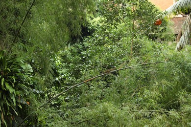 Photo of Many different beautiful green plants growing outdoors