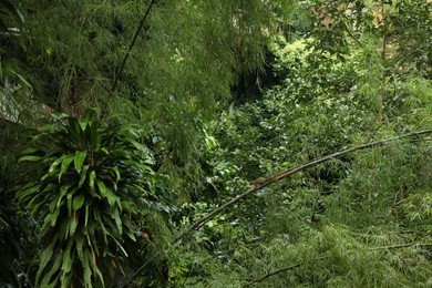 Photo of Many different beautiful green plants growing outdoors