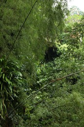 Photo of Many different beautiful green plants growing outdoors