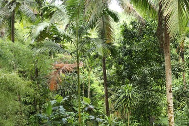 Photo of Many different beautiful green plants growing outdoors