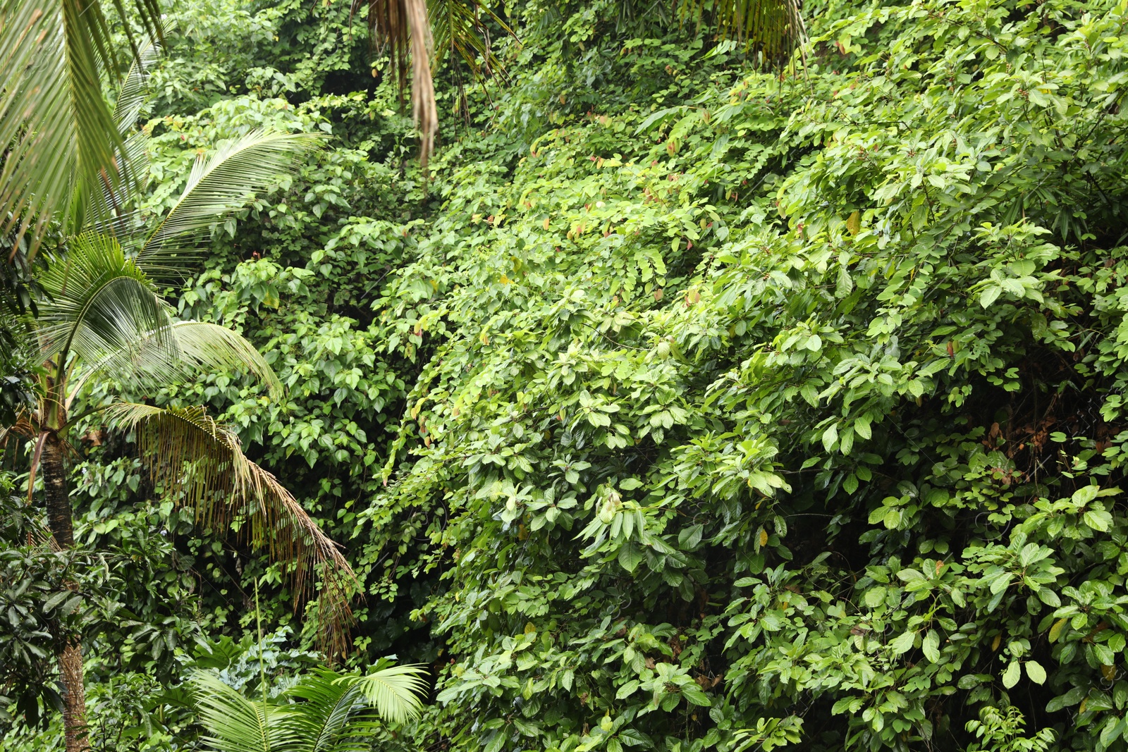 Many different beautiful green plants growing outdoors Photo of Many different beautiful green plants growing outdoors