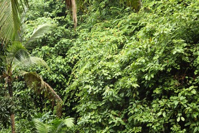 Photo of Many different beautiful green plants growing outdoors
