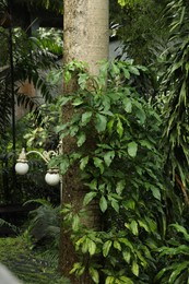 Photo of Many different beautiful green plants and street lamp in park