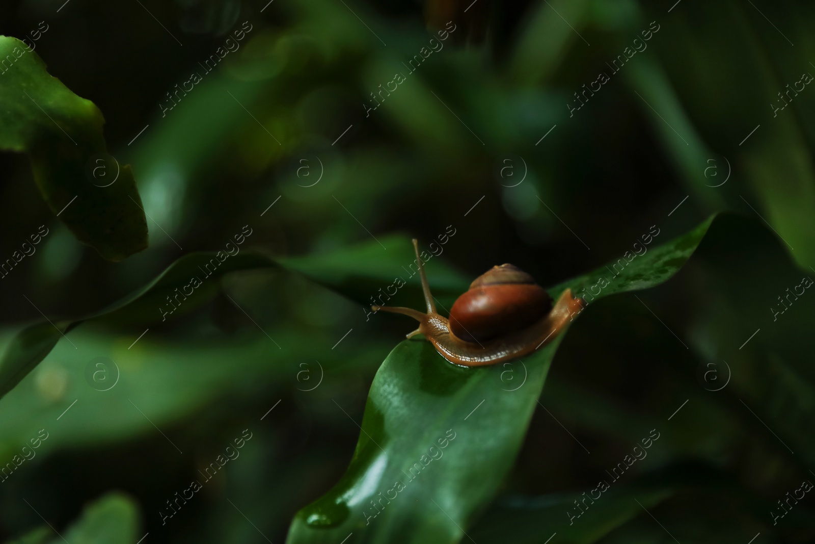Cute snail on green leaf outdoors, closeup Photo of Cute snail on green leaf outdoors, closeup
