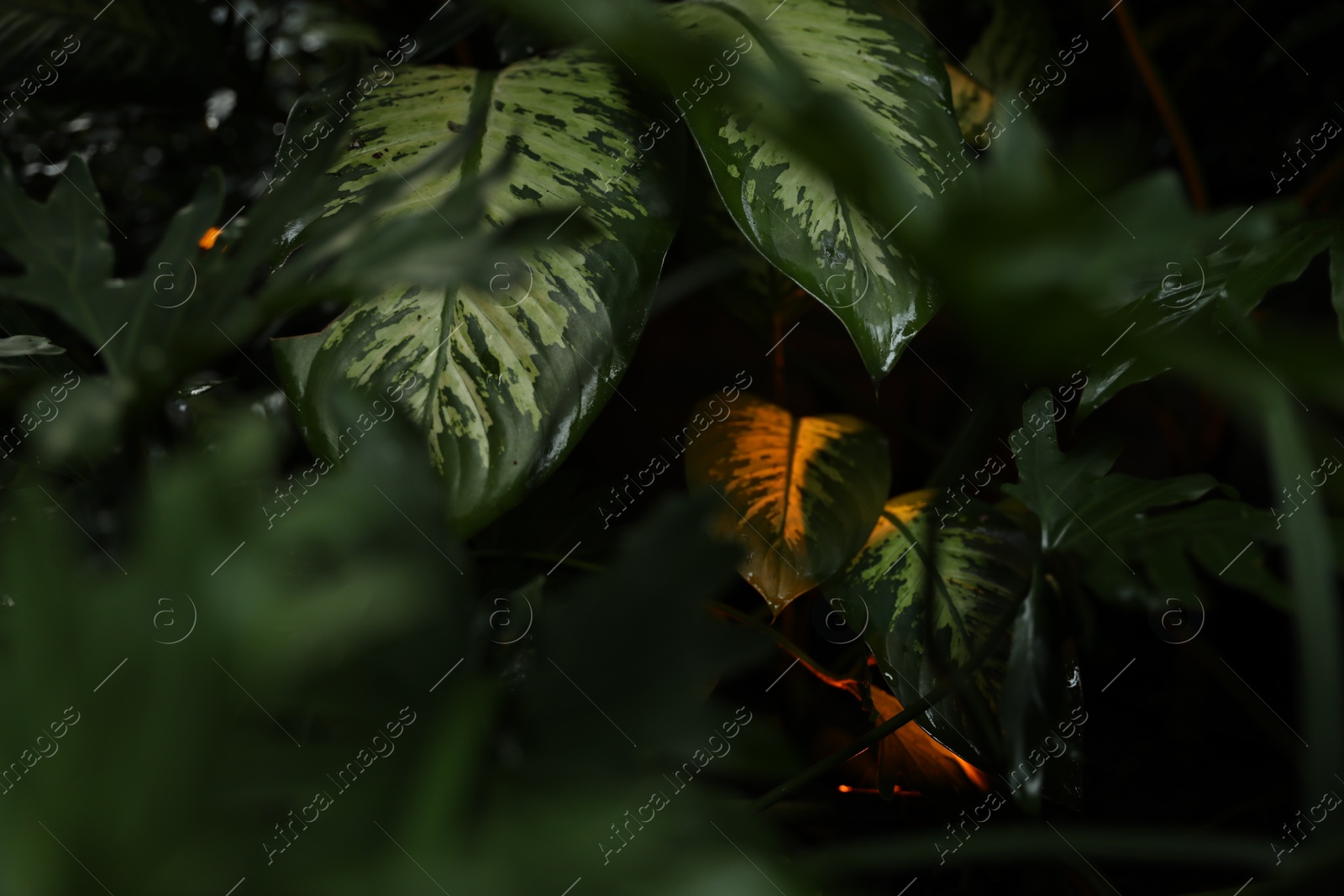 Many different beautiful green plants growing outdoors Photo of Many different beautiful green plants growing outdoors