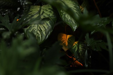 Photo of Many different beautiful green plants growing outdoors
