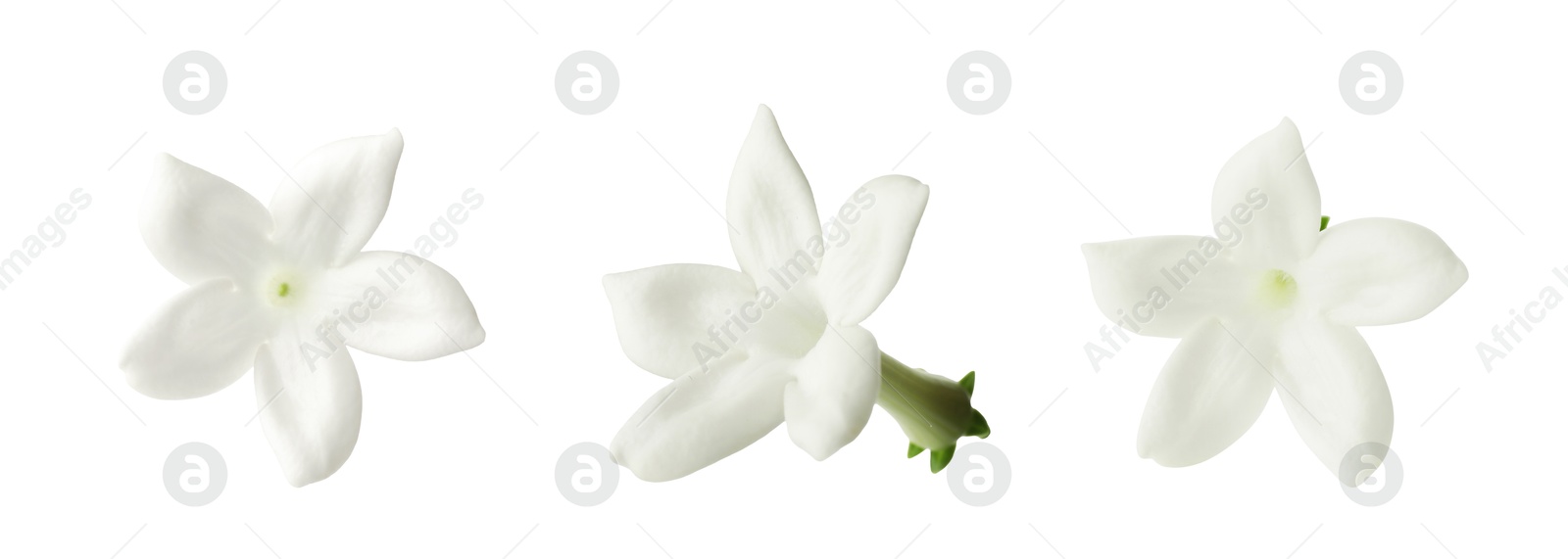 Beautiful small jasmine flowers isolated on white, set Image of Beautiful small jasmine flowers isolated on white, set