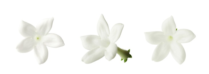 Image of Beautiful small jasmine flowers isolated on white, set