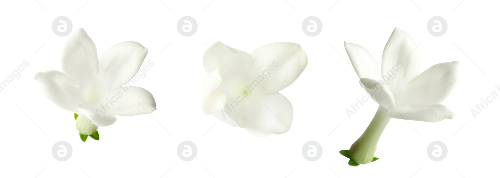 Beautiful small jasmine flowers isolated on white, set Image of Beautiful small jasmine flowers isolated on white, set