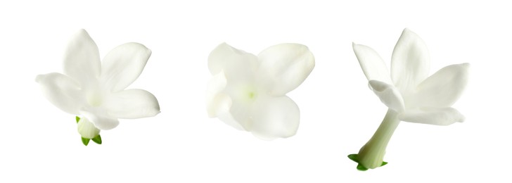 Image of Beautiful small jasmine flowers isolated on white, set