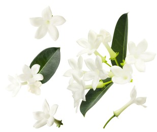 Image of Beautiful small jasmine flowers and green leaves isolated on white, set