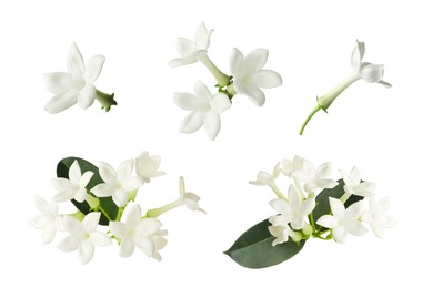 Image of Beautiful small jasmine flowers and green leaves isolated on white, set