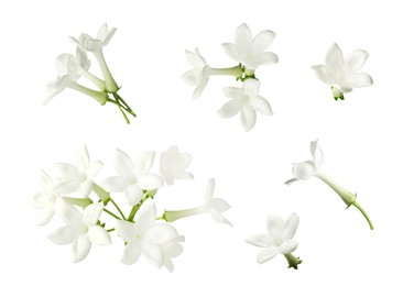 Image of Beautiful small jasmine flowers isolated on white, set