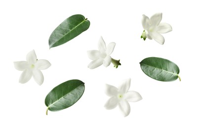 Image of Beautiful small jasmine flowers and green leaves isolated on white, set