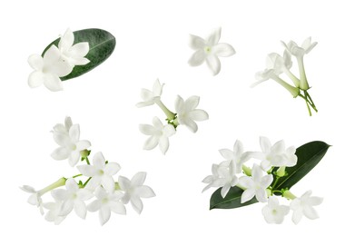 Image of Beautiful small jasmine flowers and green leaves isolated on white, set