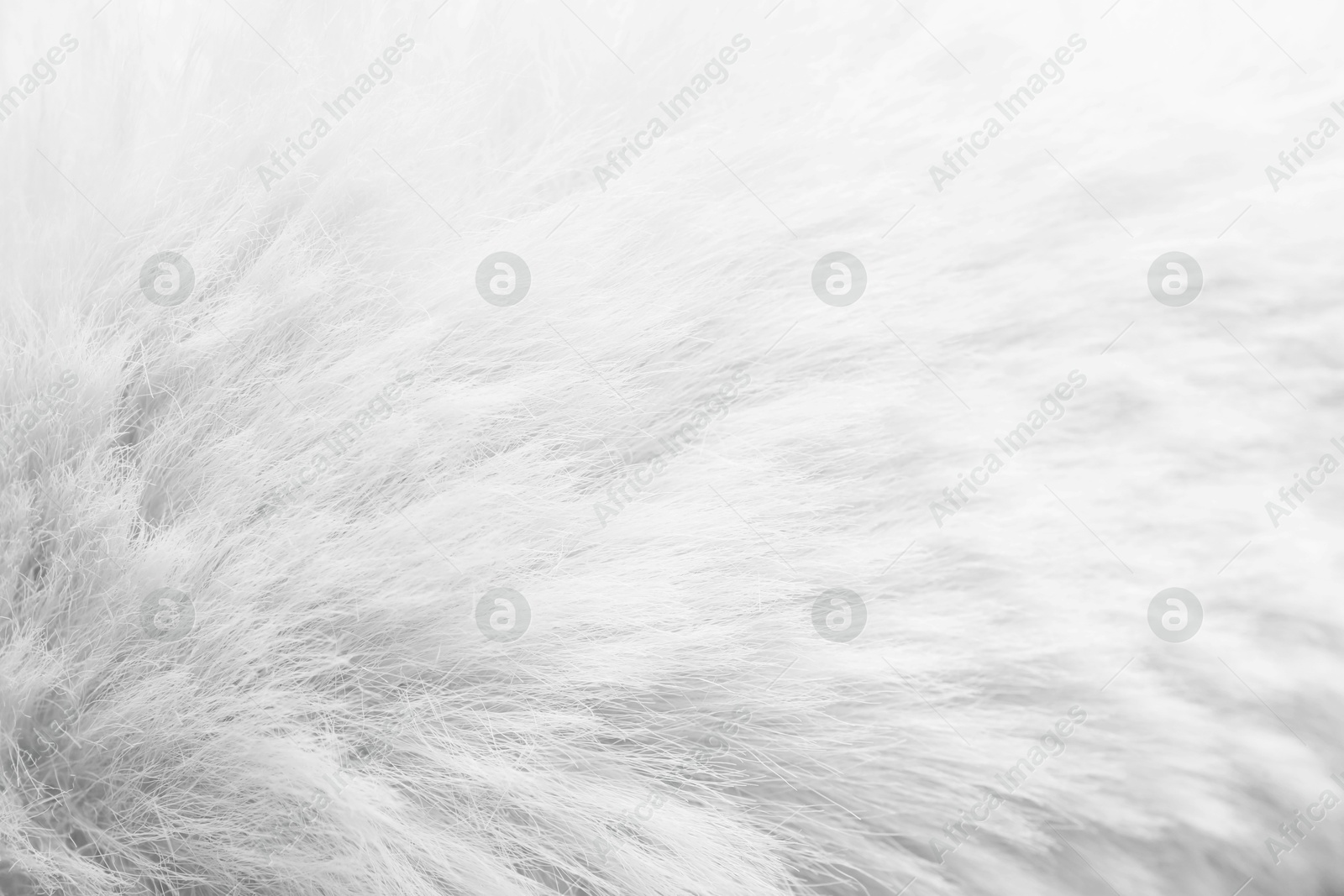 Texture of white furry fabric as background, closeup Image of Texture of white furry fabric as background, closeup