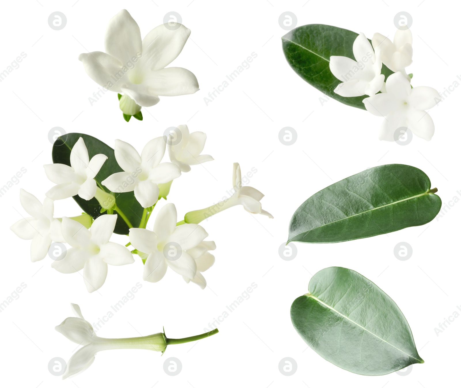 Beautiful small jasmine flowers and green leaves isolated on white, set Image of Beautiful small jasmine flowers and green leaves isolated on white, set