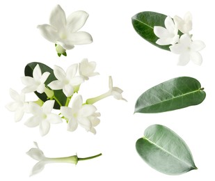 Image of Beautiful small jasmine flowers and green leaves isolated on white, set