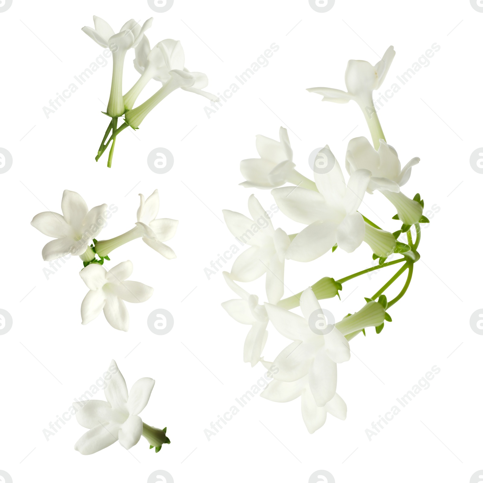 Beautiful small jasmine flowers isolated on white, set Image of Beautiful small jasmine flowers isolated on white, set