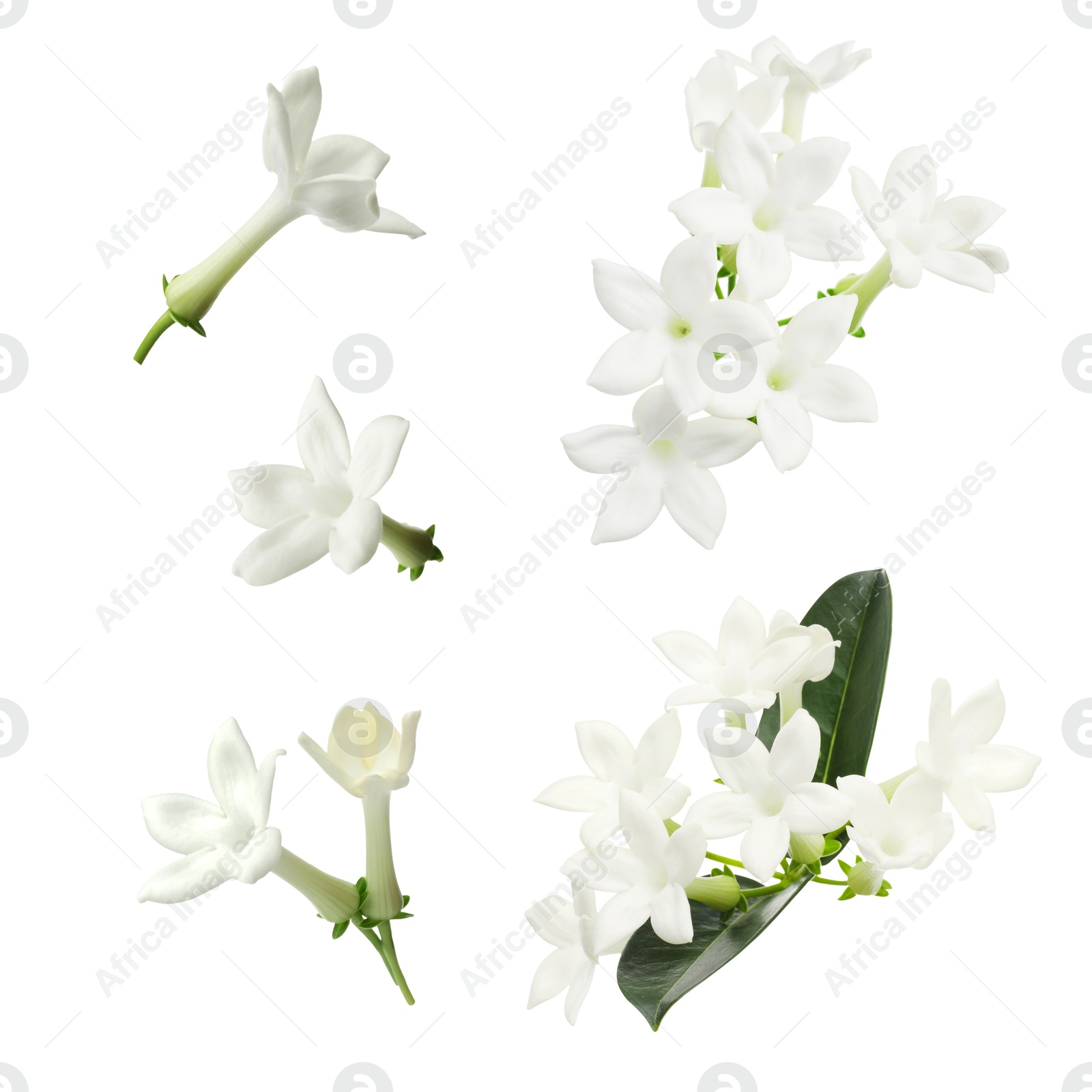 Beautiful small jasmine flowers and green leaves isolated on white, set Image of Beautiful small jasmine flowers and green leaves isolated on white, set