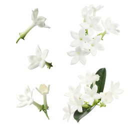 Image of Beautiful small jasmine flowers and green leaves isolated on white, set
