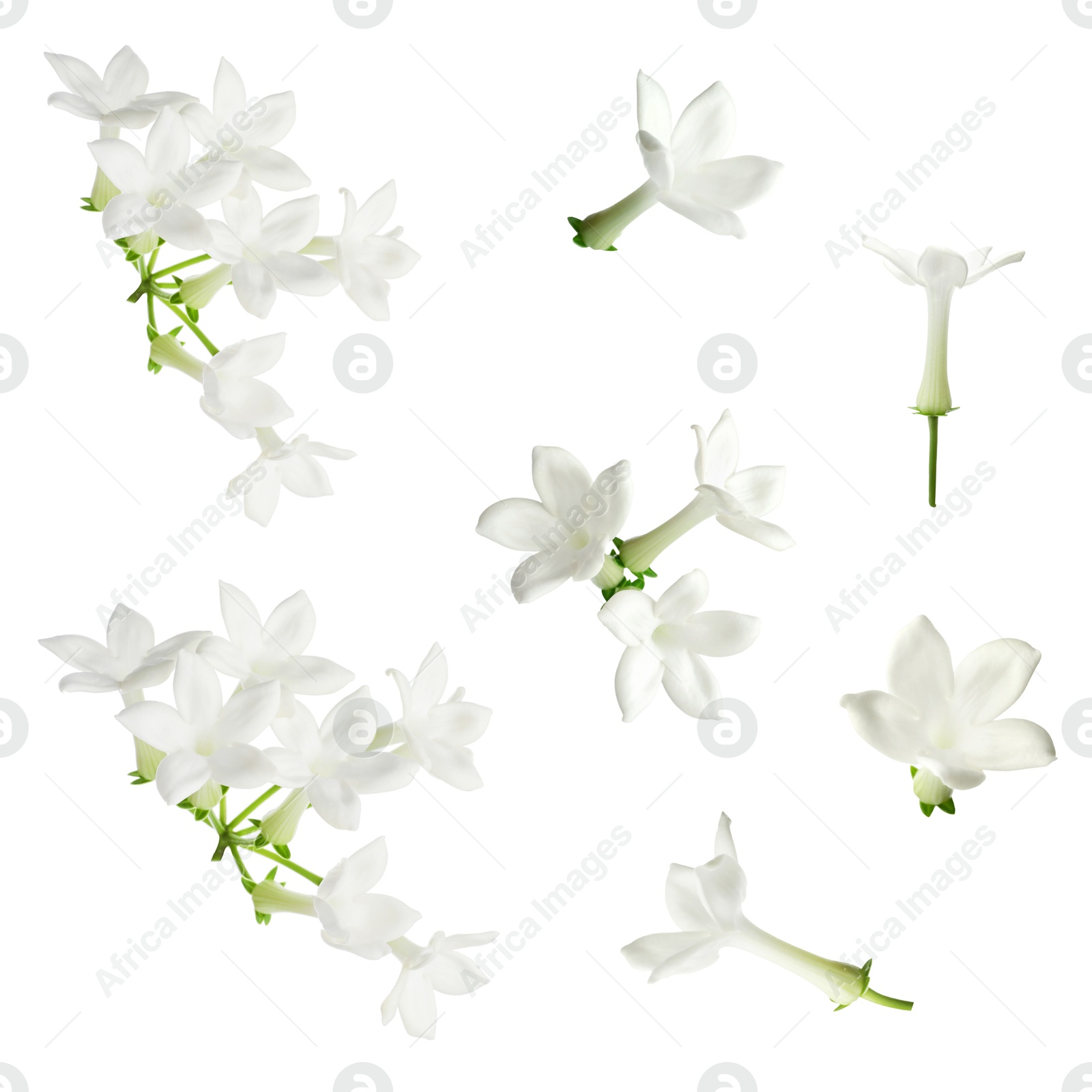 Beautiful small jasmine flowers isolated on white, set Image of Beautiful small jasmine flowers isolated on white, set