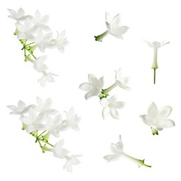 Image of Beautiful small jasmine flowers isolated on white, set